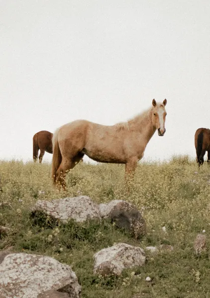 Horses in Wildflowers - Michal Marko