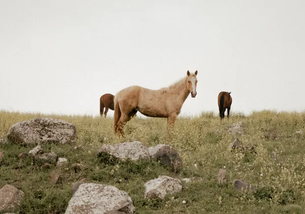 Horses in Wildflowers - Michal Marko