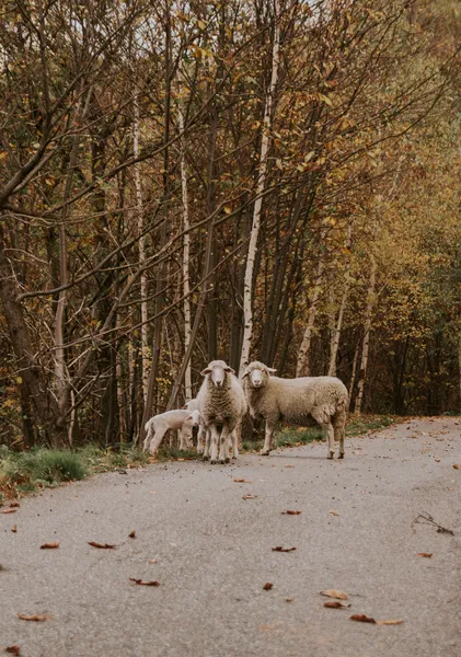 Sheep on the Autumn Road - Michal Marko