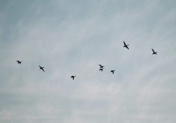 Birds in Flight - Michal Marko