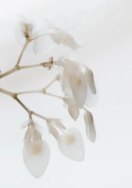 Delicate White Petals - Michal Marko