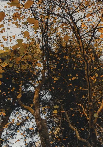 Golden Canopy Above - Michal Marko