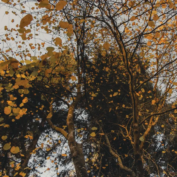 Golden Canopy Above - Michal Marko