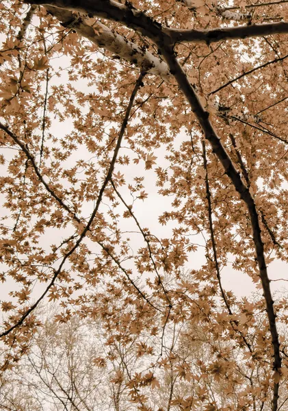 Autumn Canopy Above - Michal Marko