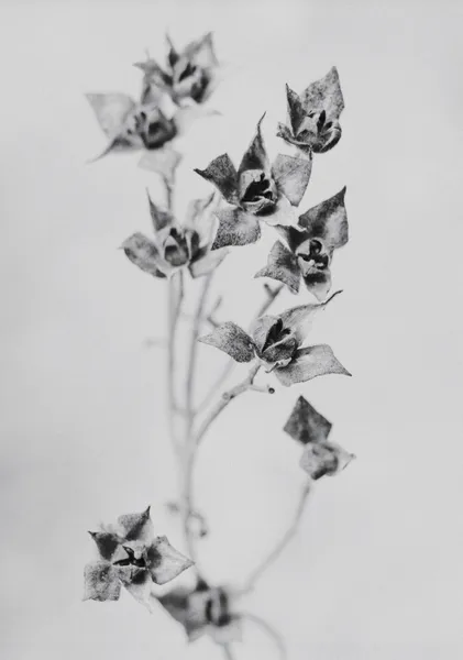 Star Blossoms in Monochrome - Michal Marko