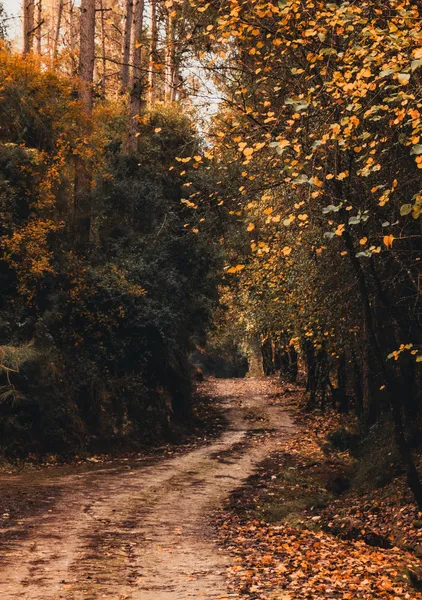 Golden Forest Trail - Michal Marko