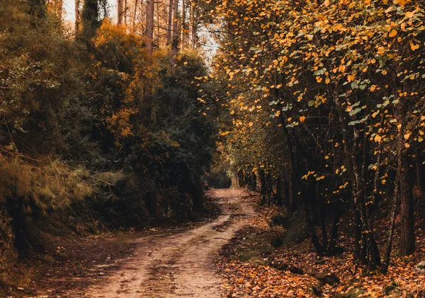 Golden Forest Trail - Horizontal - Michal Marko