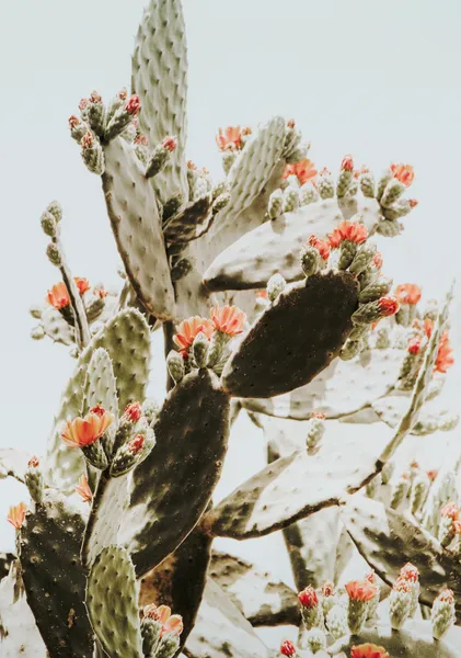 Blooming Prickly Pear - Michal Marko