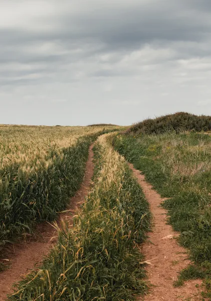 Path Through the Wheat - Vertical - Michal Marko