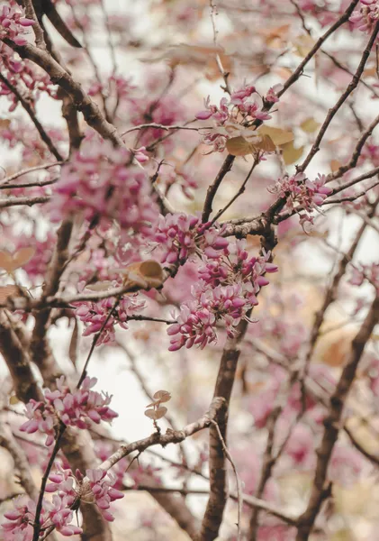 Pink Blossom Branches - Michal Marko