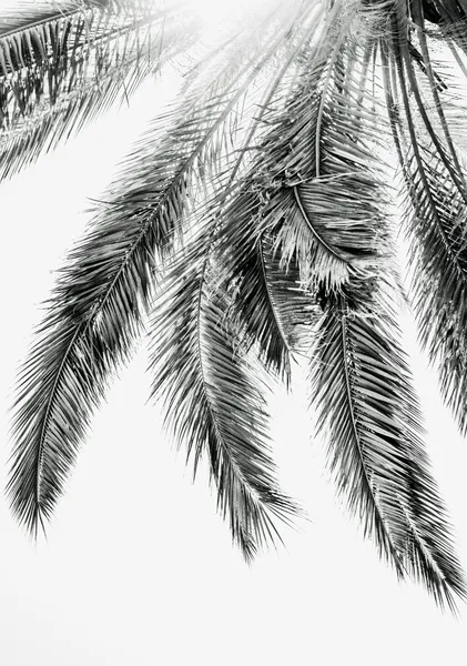 Sunlit Palm Fronds - Michal Marko