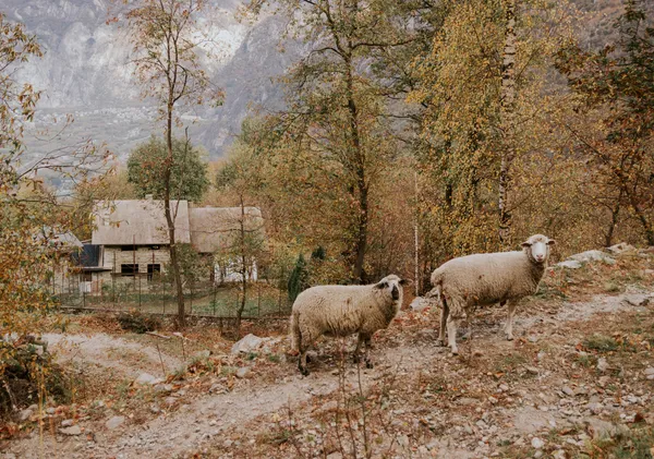 Sheep in the Mountains - Michal Marko