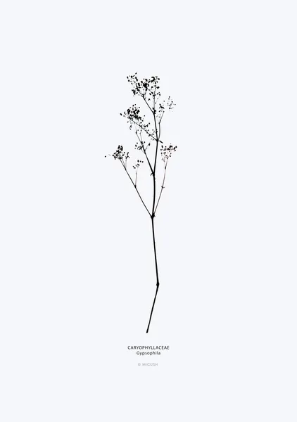 Gypsophila Silhouette - Michal Marko