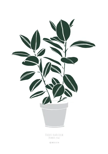 Potted Rubber Fig - Michal Marko