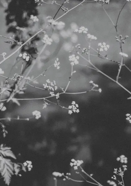 Wild Queen Anne's Lace - Michal Marko