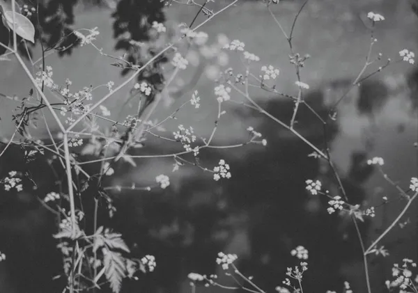 Wild Queen Anne's Lace - Horizontal - Michal Marko