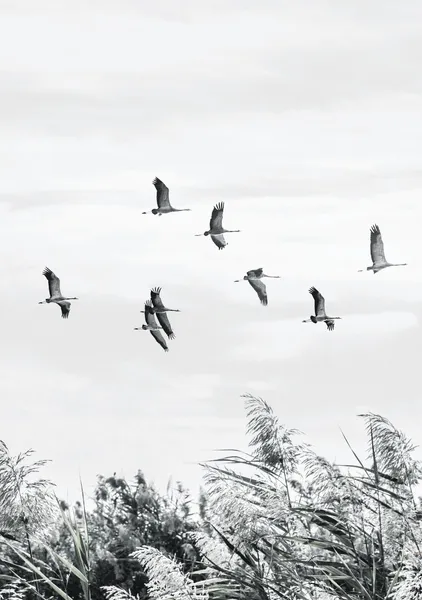Cranes Over the Reeds - Michal Marko