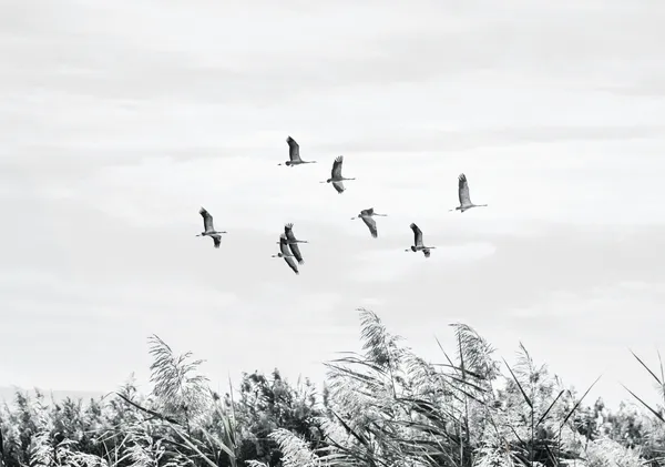 Cranes Over the Reeds - Michal Marko