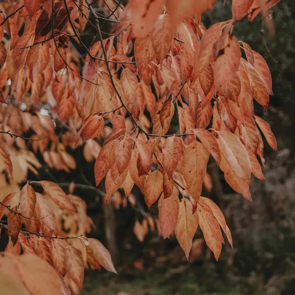 Fiery Autumn Leaves - Square - Michal Marko