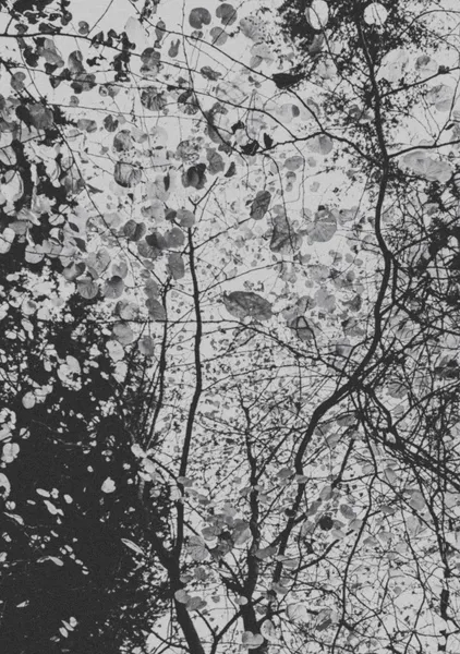 Canopy in Black and White - Michal Marko