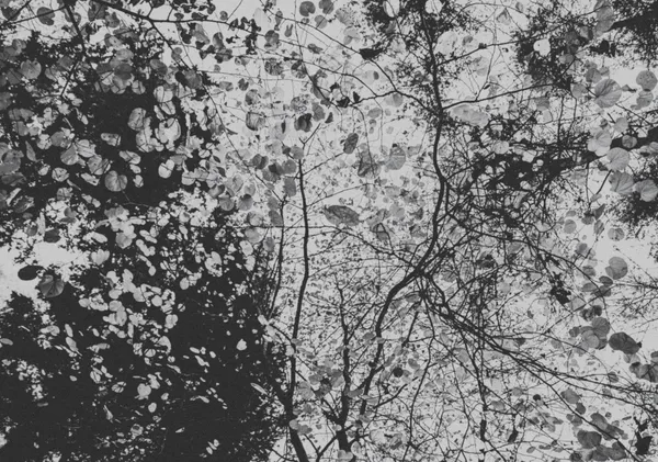 Canopy in Black and White - Horizontal - Michal Marko