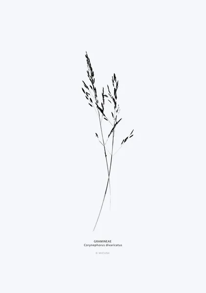 Wild Grass Silhouette - Michal Marko