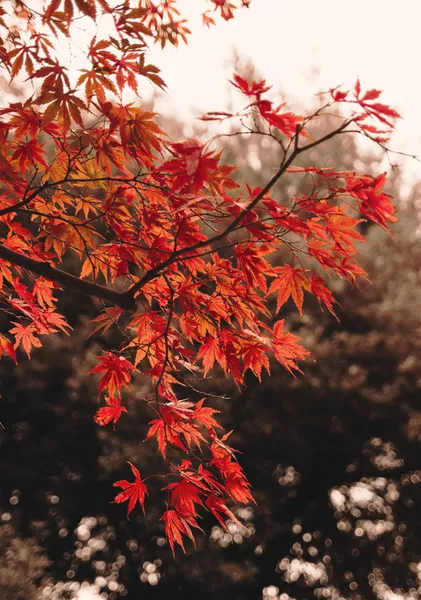 Vivid Maple Leaves - Michal Marko