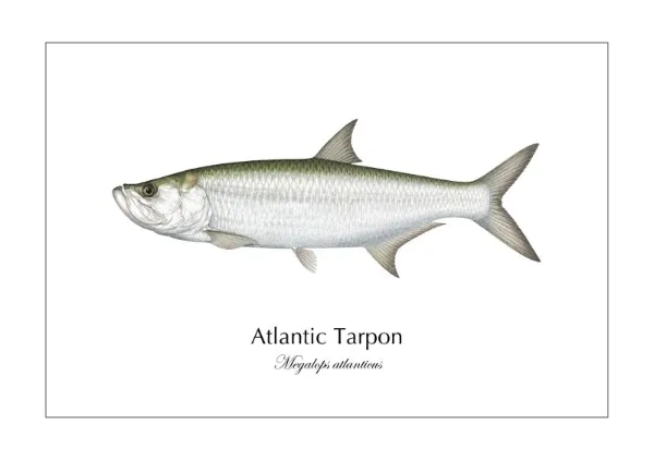 ターポン Atlantic Tarpon ― Megalops atlanticus｜Natural History Fish Art - MARIS Natural History Prints