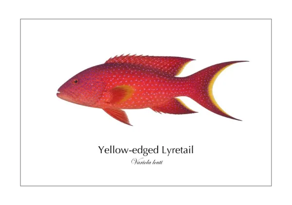 バラハタ Yellow-edged Lyretail ― Variola louti｜Natural History Fish Art - MARIS Natural History Prints