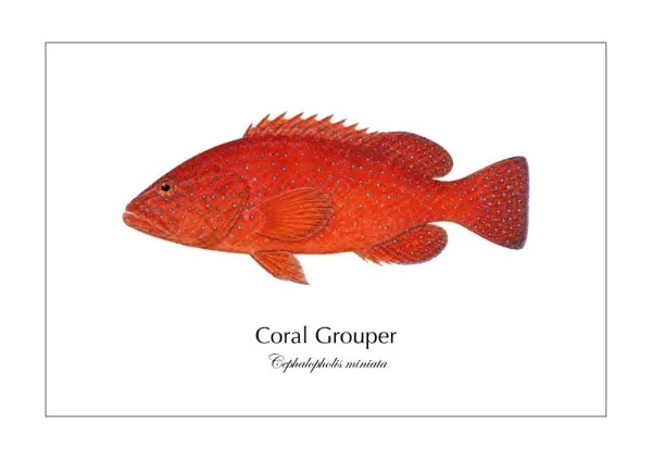 ユカタハタ Coral Grouper ― Cephalopholis miniata｜Natural History Fish Art - MARIS Natural History Prints