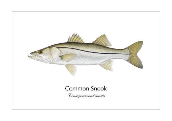 Common Snook ― Centropomus undecimalis｜Natural History Fish Art - MARIS Natural History Prints