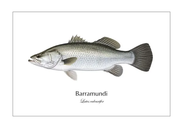 バラマンディ Barramundi ― Lates calcarifer｜Natural History Fish Art - MARIS Natural History Prints
