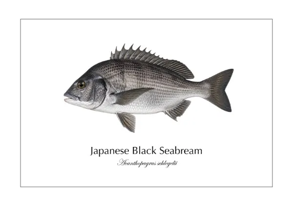 クロダイ Japanese Black Seabream ― Acanthopagrus schlegelii｜Natural History Fish Art - MARIS Natural History Prints