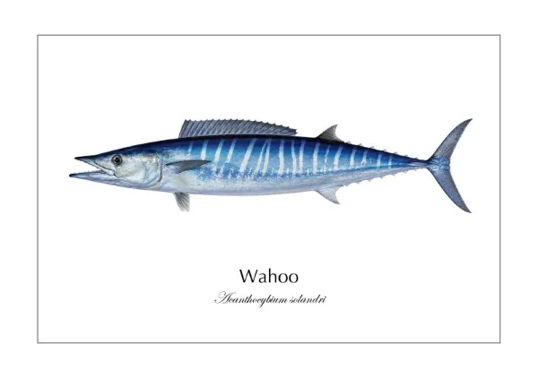 カマスサワラ Wahoo ― Acanthocybium solandri｜Natural History Fish Art - MARIS Natural History Prints