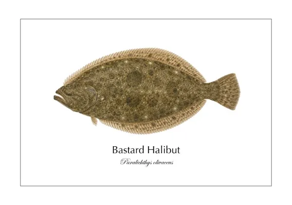 ヒラメ Bastard Halibut ― Paralichthys olivaceus｜Natural History Fish Art - MARIS Natural History Prints
