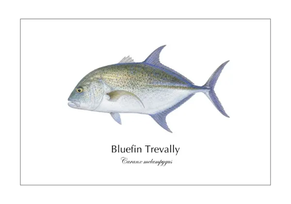 カスミアジ Bluefin Trevally ― Caranx melampygus｜Natural History Fish Art - MARIS Natural History Prints