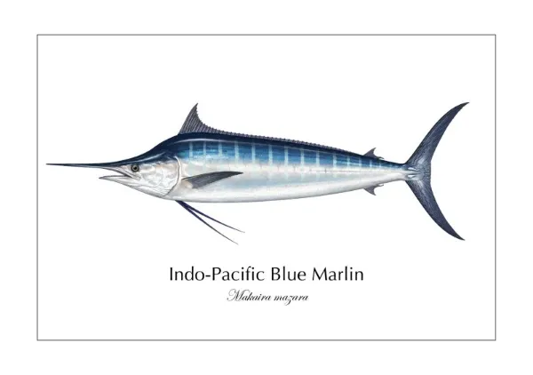 クロカジキ Indo-Pacific Blue Marlin ― Makaira mazara｜Natural History Fish Art - MARIS Natural History Prints