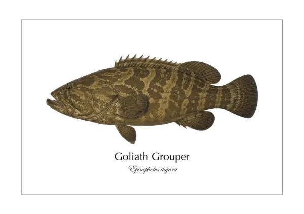 イタヤラ Goliath Grouper ― Epinephelus itajara｜Natural History Fish Art - MARIS Natural History Prints