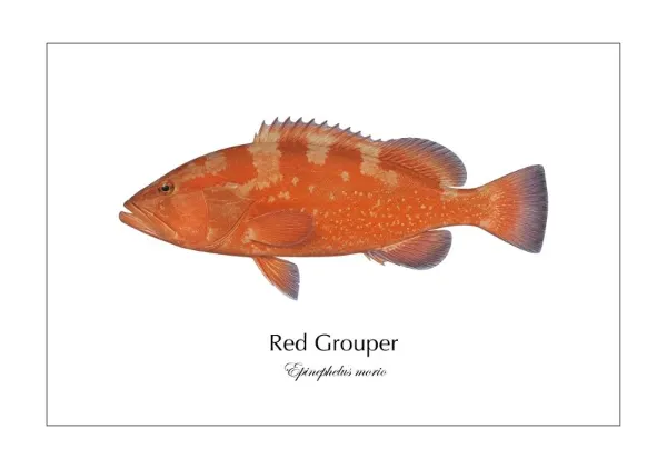 Red Grouper ― Epinephelus morio｜Natural History Fish Art - MARIS Natural History Prints