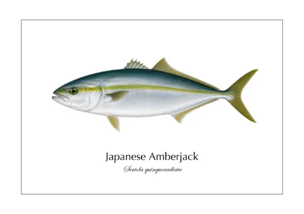 ブリ Japanese Amberjack ― Seriola quinqueradiata｜Natural History Fish Art - MARIS Natural History Prints