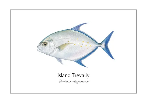 ナンヨウカイワリ Island Trevally ― Ferdauia orthogrammus｜Natural History Fish Art - MARIS Natural History Prints