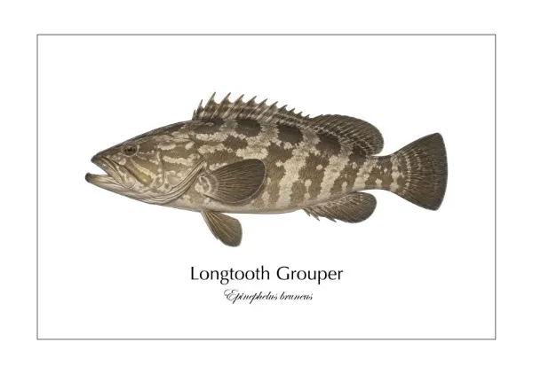 クエ Longtooth Grouper ― Epinephelus bruneus｜Natural History Fish Art - MARIS Natural History Prints