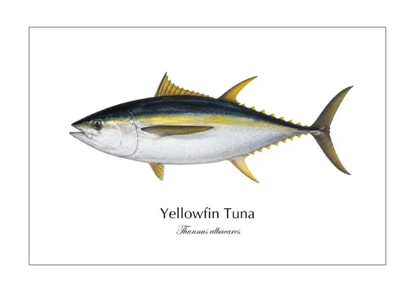 キハダマグロ Yellowfin Tuna ― Thunnus albacares｜Natural History Fish Art - MARIS Natural History Prints