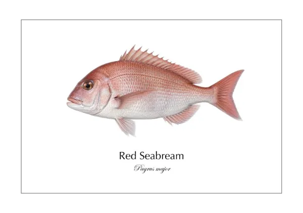 マダイ Red Seabream ― Pagrus major｜Natural History Fish Art - MARIS Natural History Prints