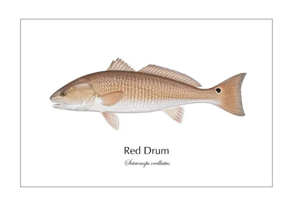 Red Drum ― Sciaenops ocellatus｜Natural History Fish Art - MARIS Natural History Prints