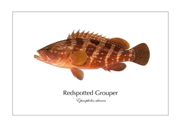 キジハタ Redspotted Grouper ― Epinephelus akaara｜Natural History Fish Art - MARIS Natural History Prints