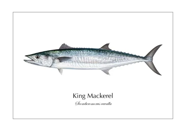 King Mackerel ― Scomberomorus cavalla｜Natural History Fish Art - MARIS Natural History Prints