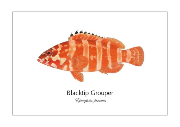アカハタ Blacktip Grouper ― Epinephelus fasciatus｜Natural History Fish Art - MARIS Natural History Prints