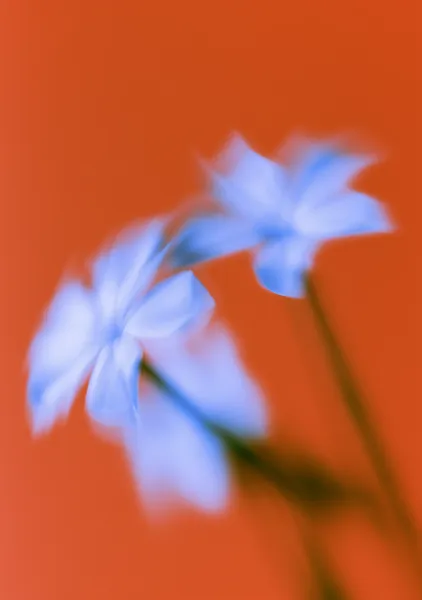 あいだ - kokoroART