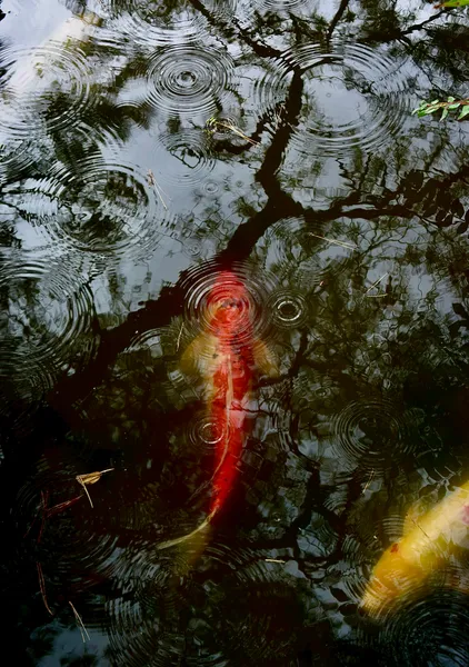 Catching Koi Fish - 大藪順子